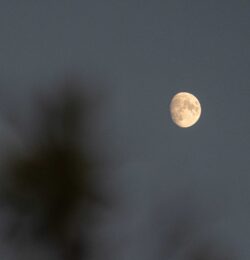 ITÁLICA 07-06-25 ©MANUSUÁ-CÁPSULA33-25